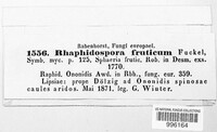 Rhaphidospora fruticum image
